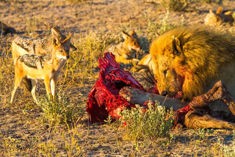 The Lion and the Jackel