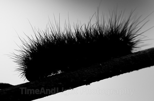 Tiger Moth Caterpillar - Butterflies, Moths & Caterpillars