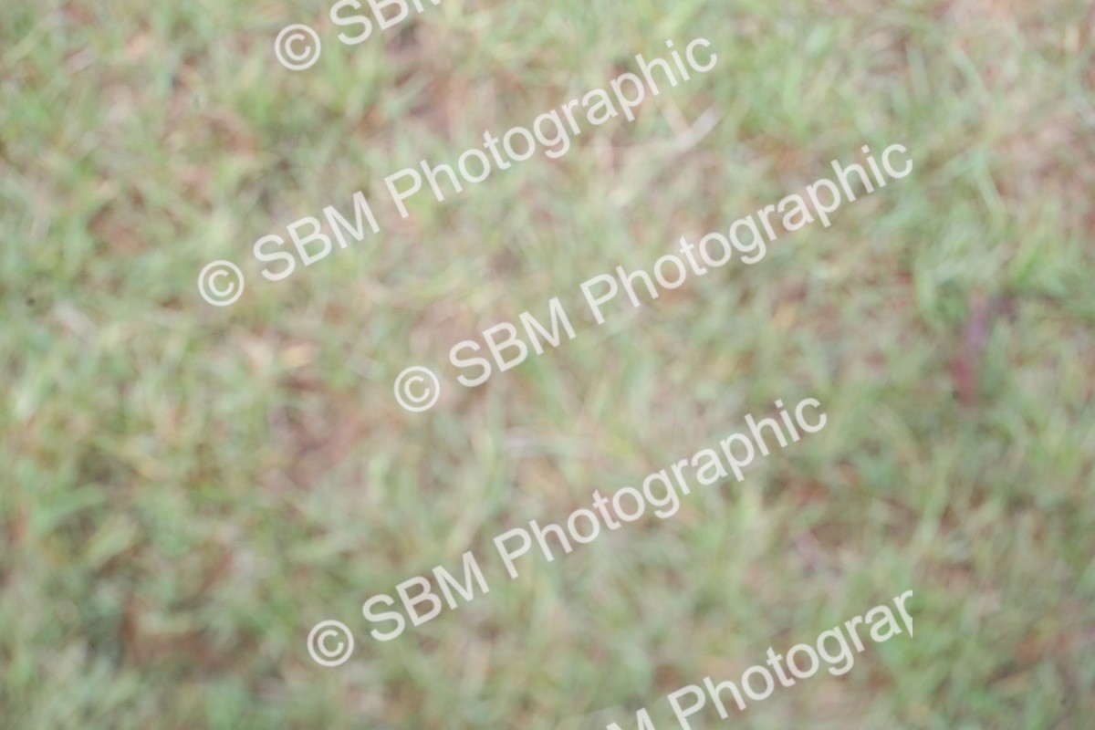 SBM_13172 - Class 95-96 - LIHS BSHA Rising Star Hack Riding Horse