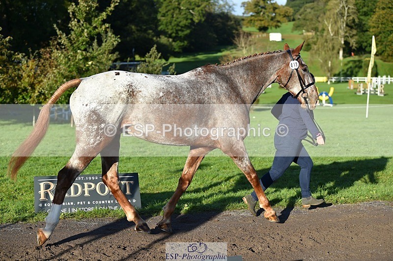 231022-093616-21907 - 412-KELTEK.LUDO-Tracey.Neville-TrotUp+SJ