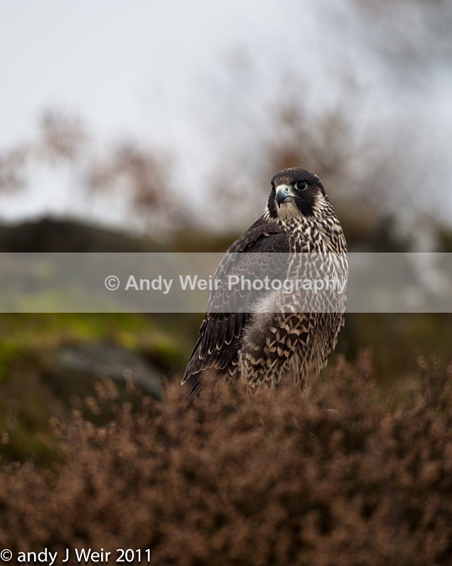  - Peregrine Falcon