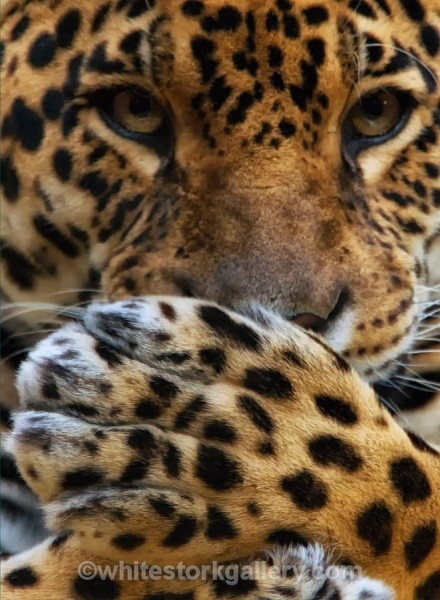 Paws - Wildlife and Animals