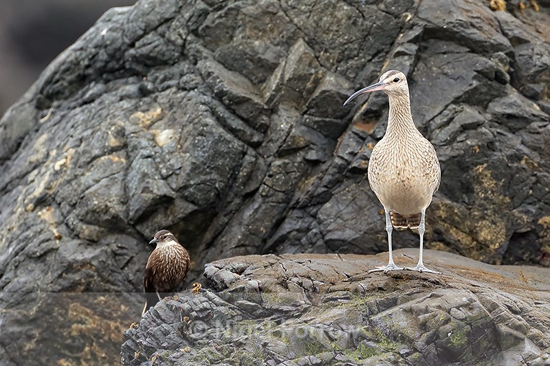 Whimbrel & Seaside Cinclodes, Chile - Whimbrel