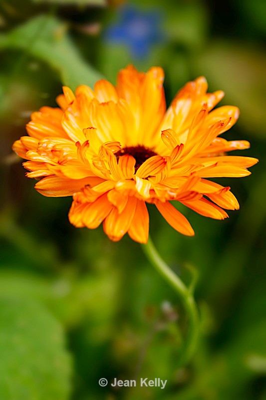 Orange Marigold - DSC_9238 - Orange