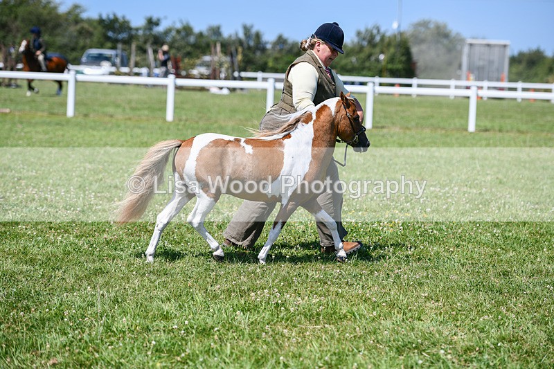 DSC_7116 - Class 61: Miniature Horse 4yrs & over