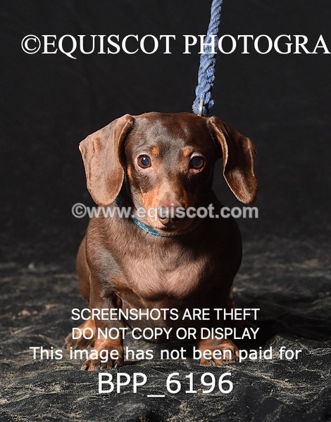 BPP_6196 - LESLEY GRANGER DOGS