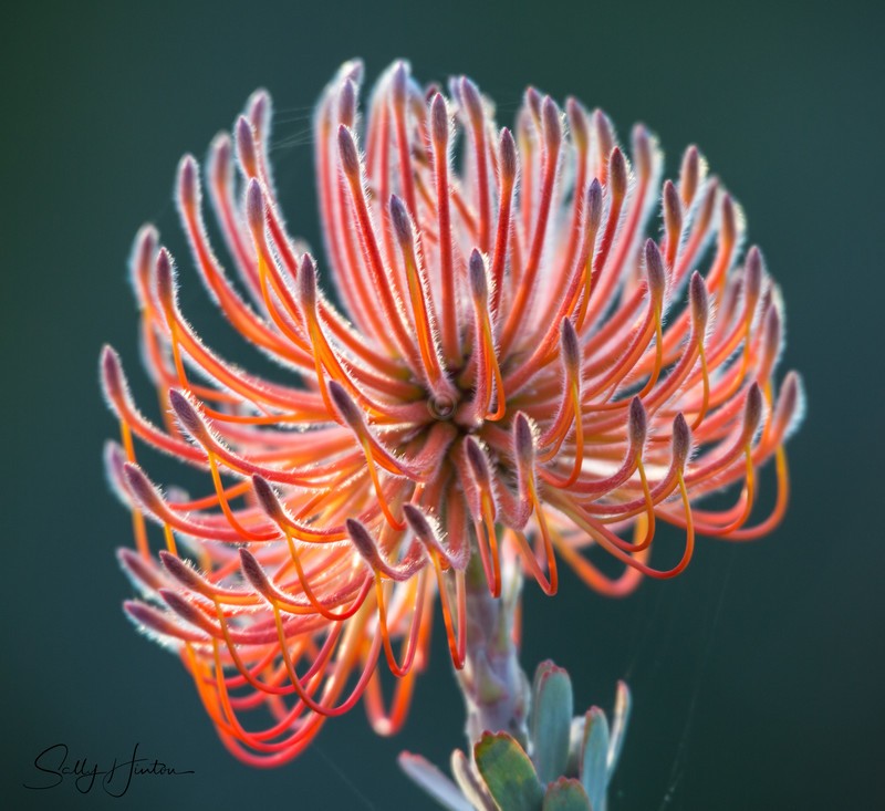 Australian Native Flower