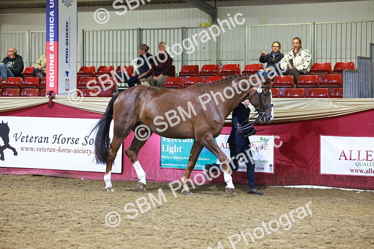 SBM_14711 - Class J - Foreign Breeds Champ