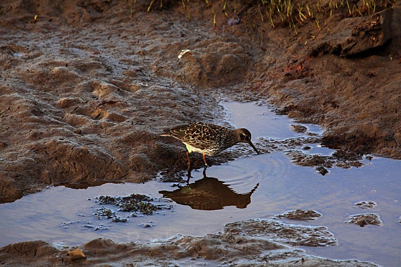 Purple Sandpiper 2285 - Wildlife