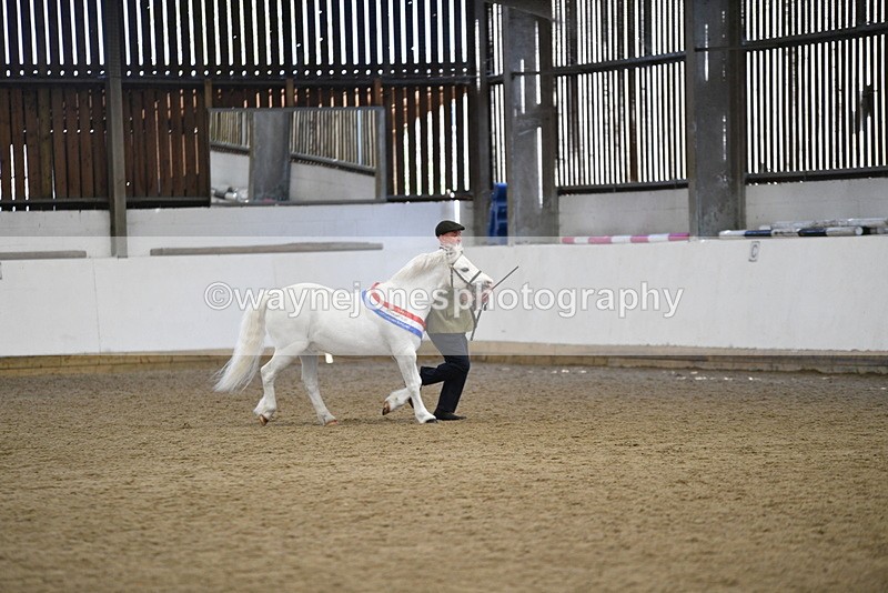 WJ5_5837 - Morning in hand Championship