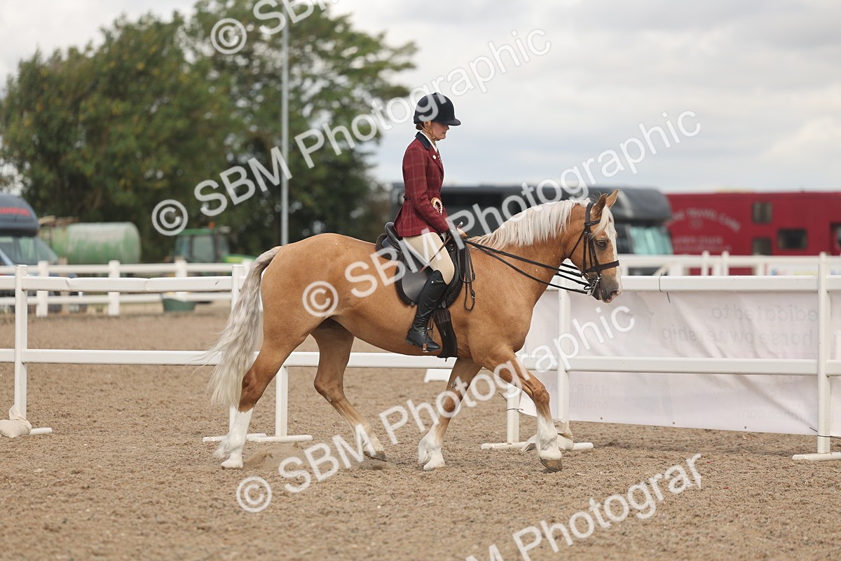 SBM_04397 - Class 17 - Prettiest Mare (IH or Ridden)