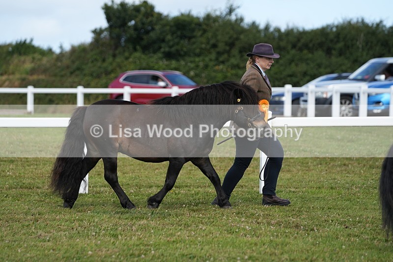 DSC05409 - Class 49: NPS Shetland 4 years and over