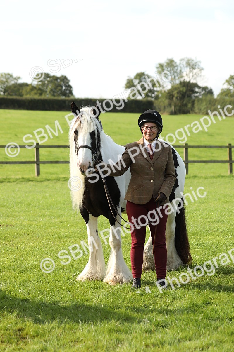 SBM_60976 - S43 - Coloured Pony In Hand