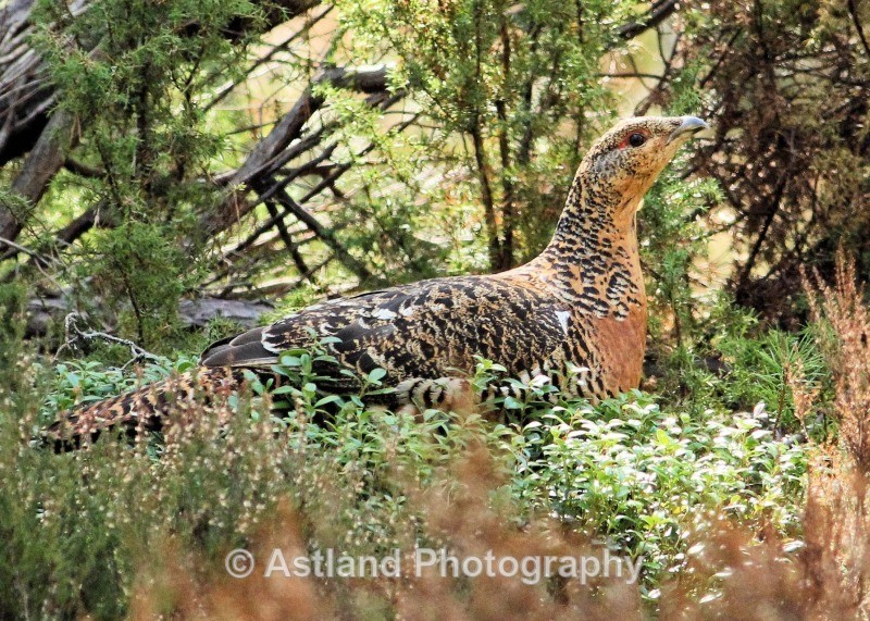 Astland Photography, Bird and Wildlife Images, Susan and Peter Wilson, U.K.