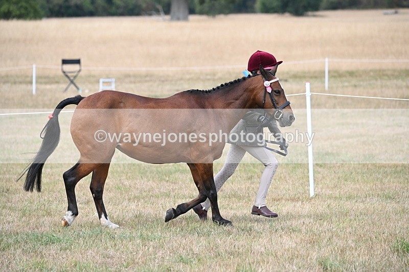 WJ6_6369 - Class 19 In-hand Veterans (Uploaded correct folder)