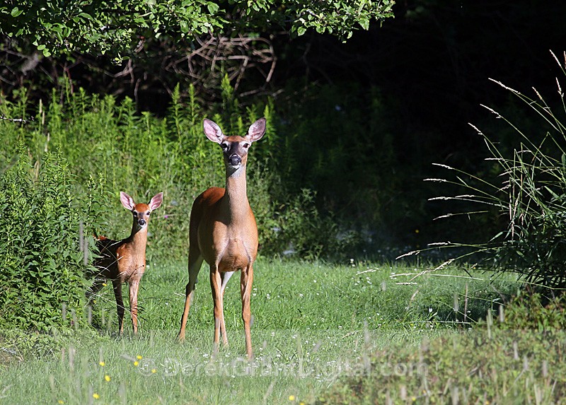 White-tailed Deer - Doe and Fawn - Mammals, Reptiles & Amphibians