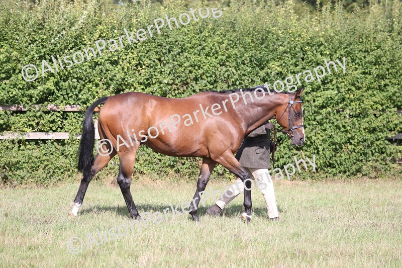 20260906-0665 - Class 22 - Ex Racehorse