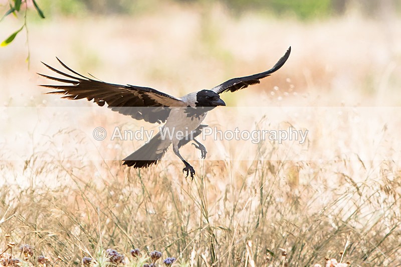 20150611-8E0A9396 - Abroad