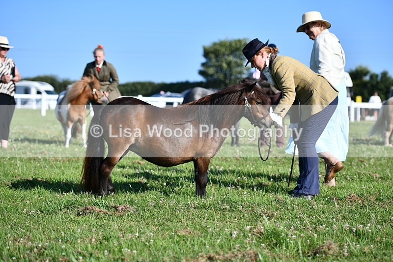DSC_5597 - Class 49: NPS Shetland Youngstock