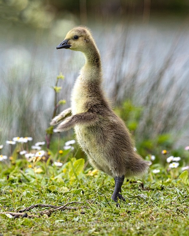 No.0038. Canada Gosling - Animal world