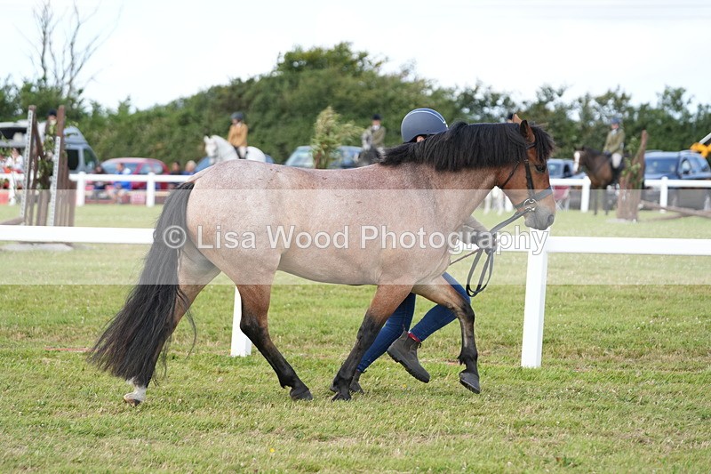 DSC05725 - Class 51: NPS M&M 4 years and over Large Breeds