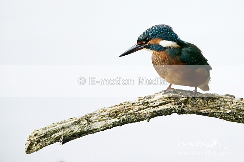 Kingfisher 230813 22 - Nature