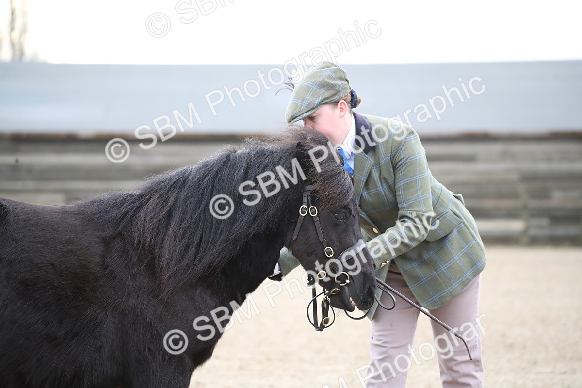 SBM_003891 - Class 1-4 - Young Stock classes Inc. In Hand Championship