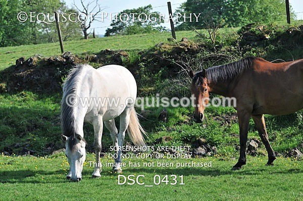 DSC_0431 - ARCHIVE REQUEST - Quincy and Guinness