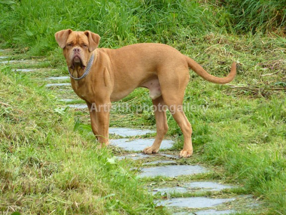 on a walk in August 2012 - Taz