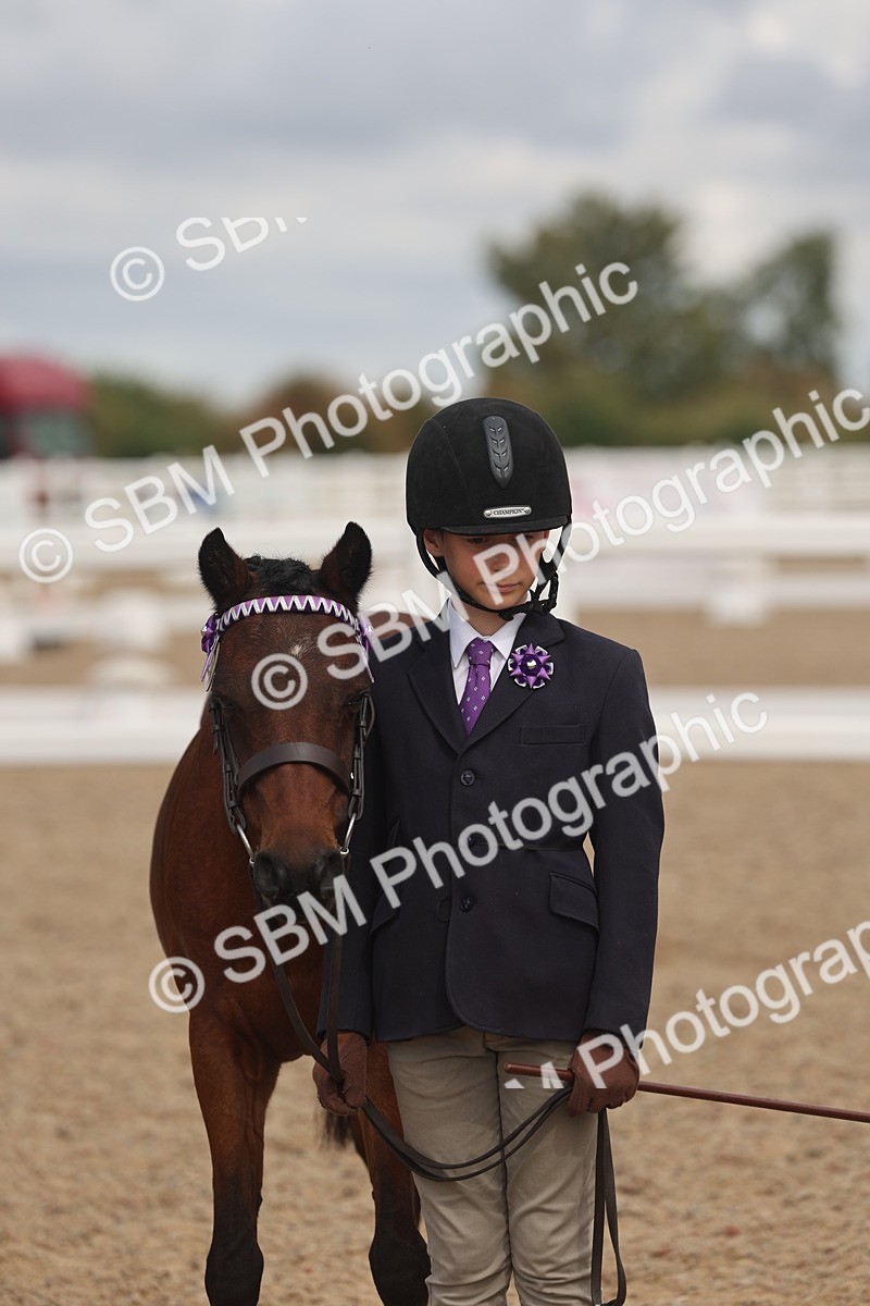 SBM_04468 - Class 18 - Handsomest Gelding (IH or Ridden)