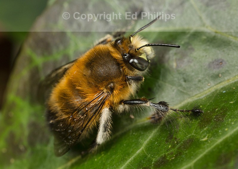 Anthophora  plumipes (m)