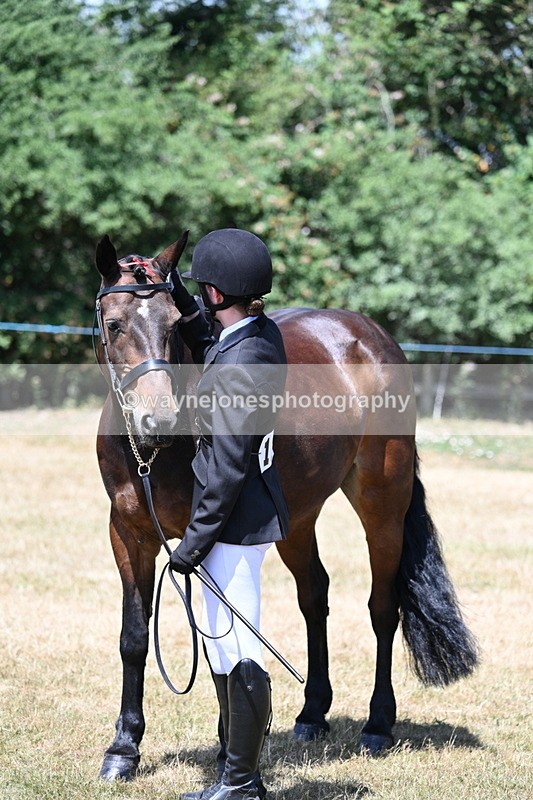 WJ7_2488 - Class 5a Most Handsome Gelding in hand (above 14.2hh)