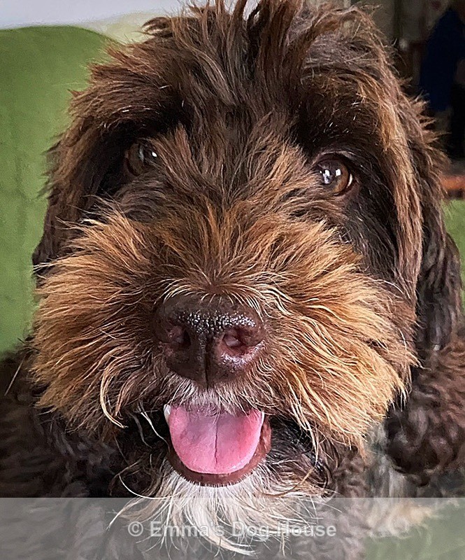  - Pawtraits