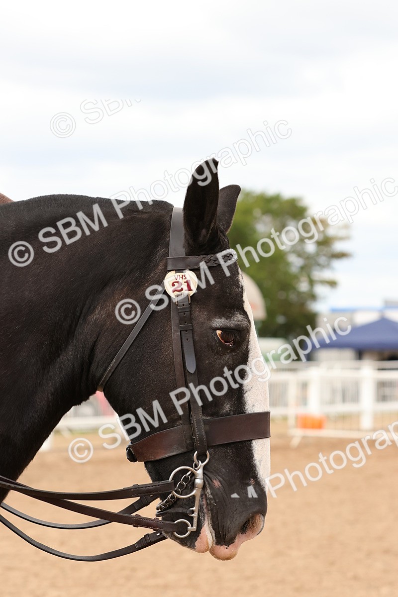 SBM_15545 - Class 214 - Ridden Show Cob