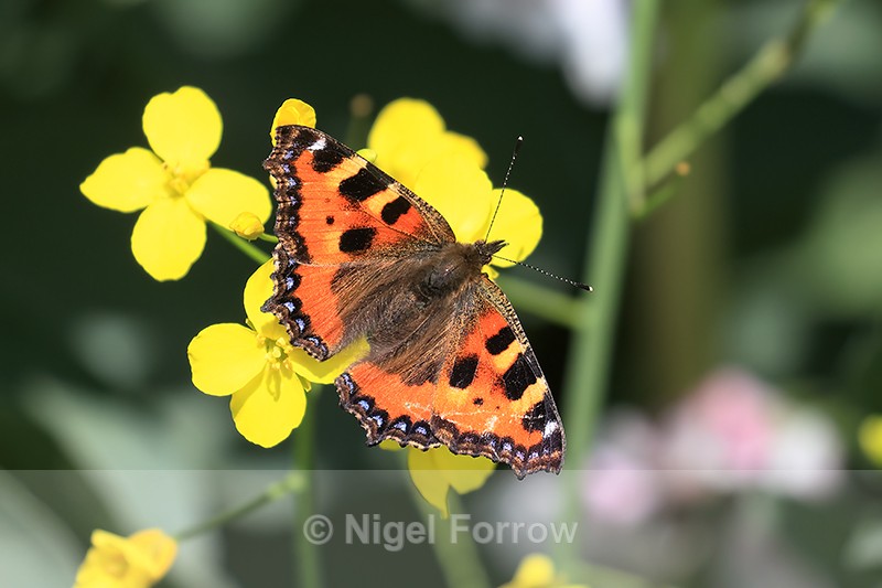 Small Tortoiseshell, Flamborough Head, Yorkshire - INSECTS