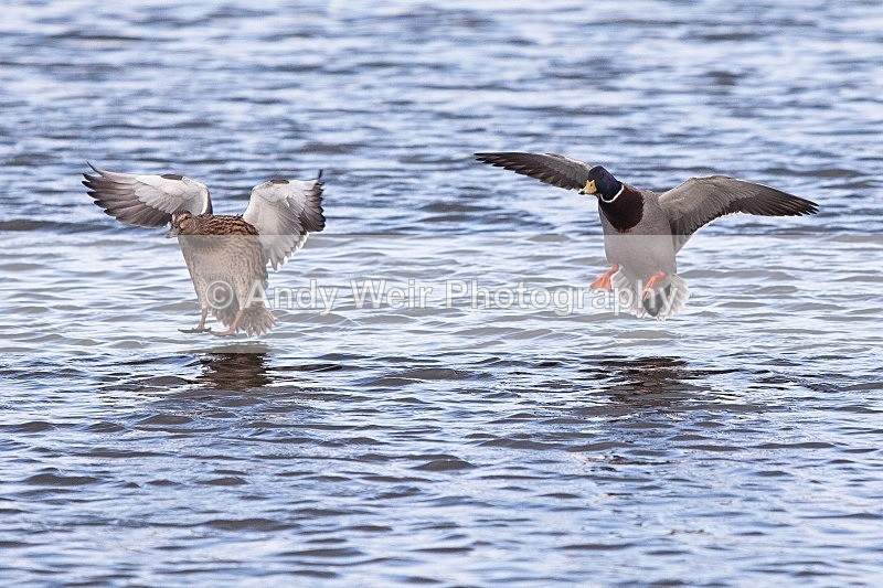 20120303-_MG_9132 - Mallard
