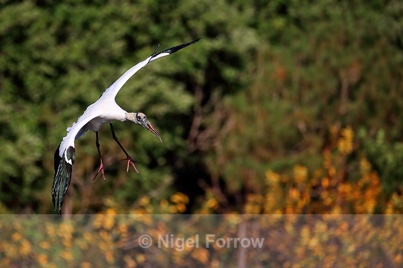 Wood Stork hanging in flight, Wakodahatchee Wetlands, Florida - Wood Stork