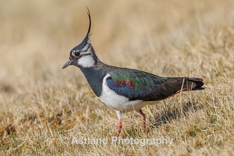 Astland Photography, Bird and Wildlife Images, Susan and Peter Wilson, U.K.