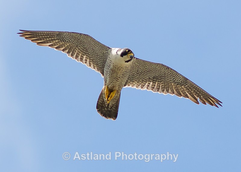 Astland Photography, Bird and Wildlife Images, Susan and Peter Wilson, U.K.
