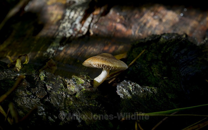 Fungi, Delemere forest, Cheshire - FUNGI (MUSHROOM) IMAGES