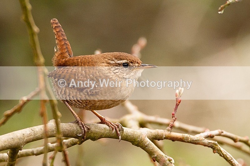 20100404-WE 024 - Dunnock & Wren