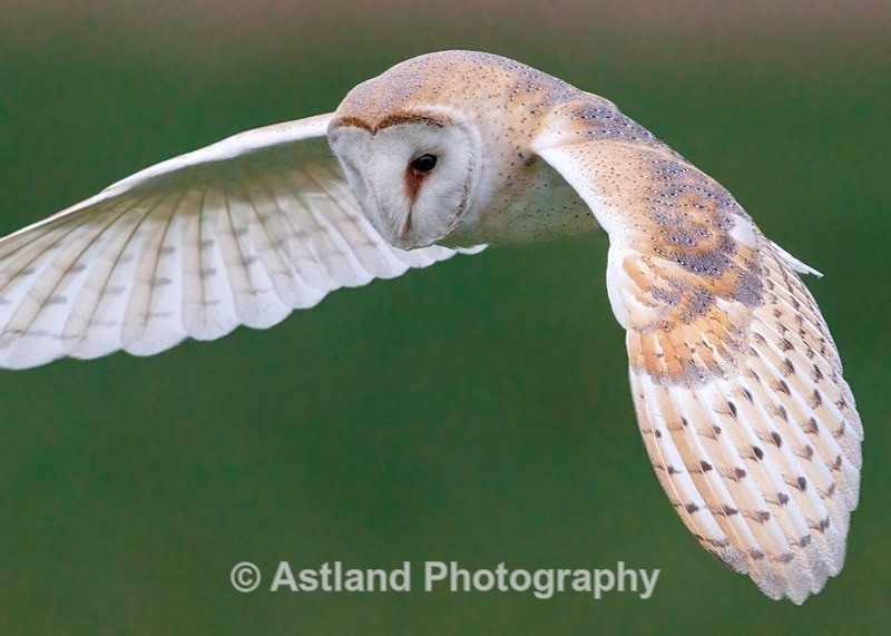 Barn Owl - Latest Images