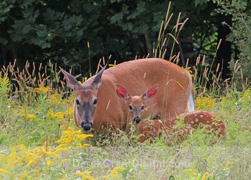 Do you See what I See? - Mammals, Reptiles & Amphibians