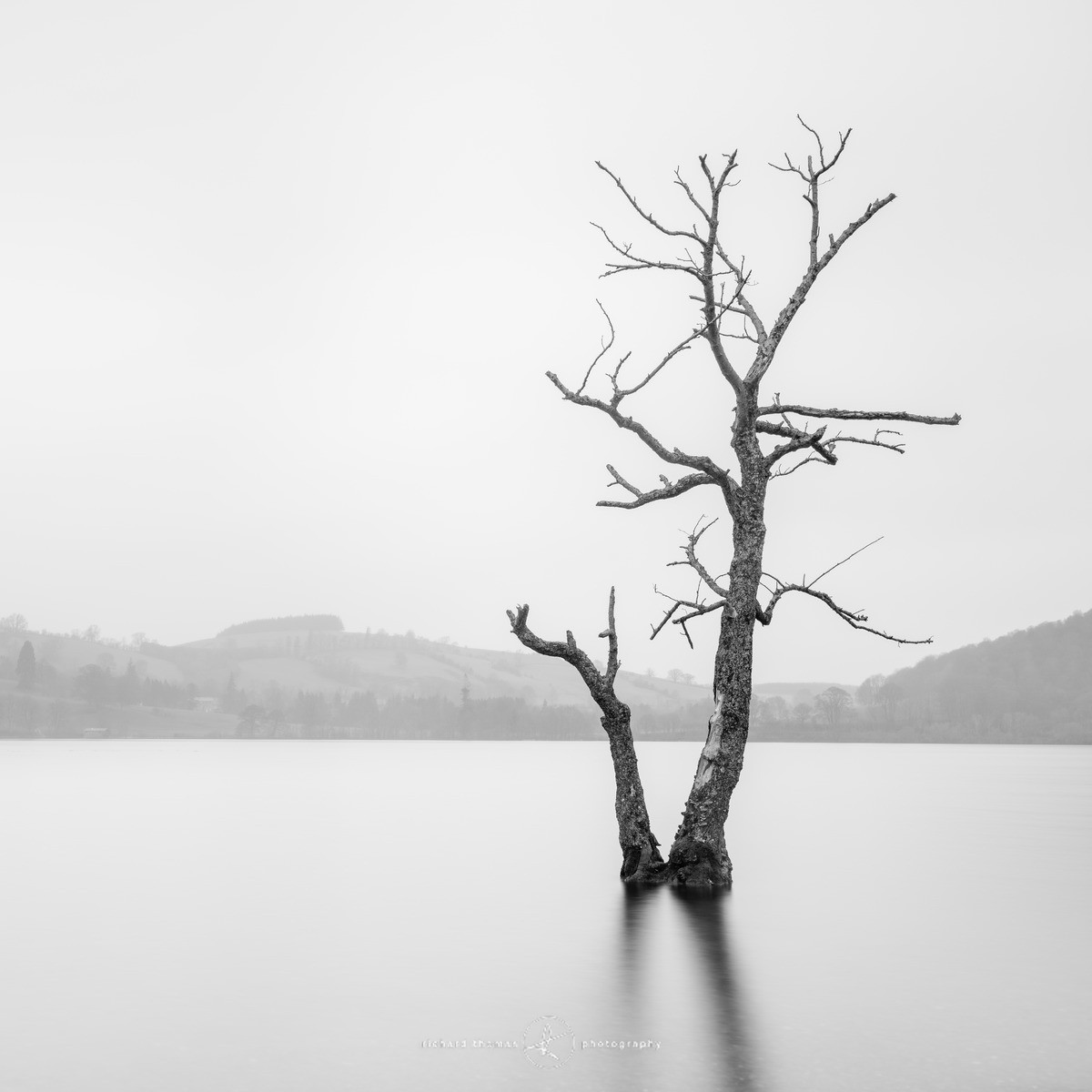 Ullswater Tree III - Ullswater, Lake District - Ullswater Lost Trees