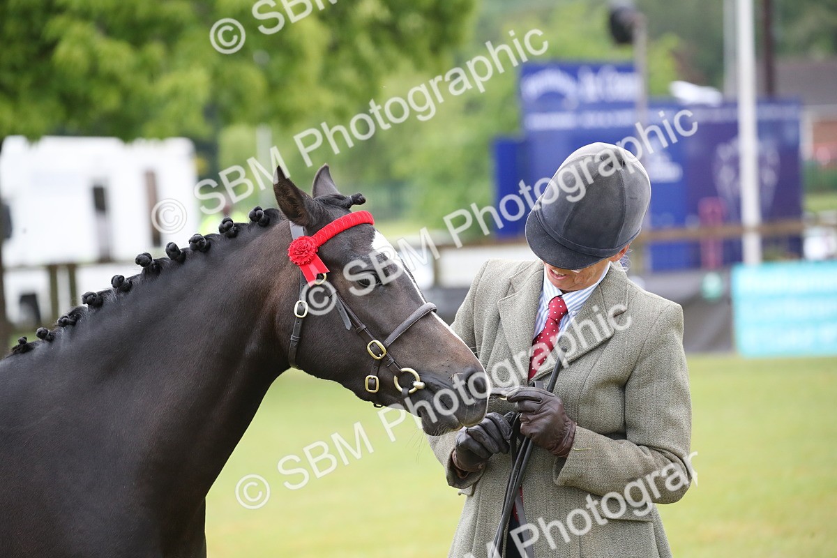 SBM_00064 - Class 17-20 - Arab & Part Bred - Anglo Arab In Hand