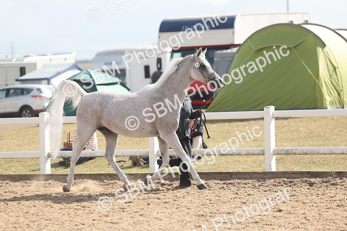 SBM_06841 - Class 25 - IH Foreign Breeds - Purebred