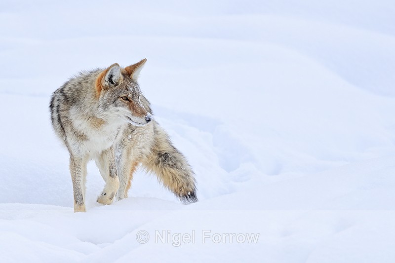 Coyote pauses and looks, Yellowstone National Park - Coyote