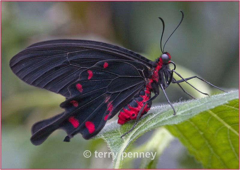 Butterfly 2 (Captive) - Insects & Spiders