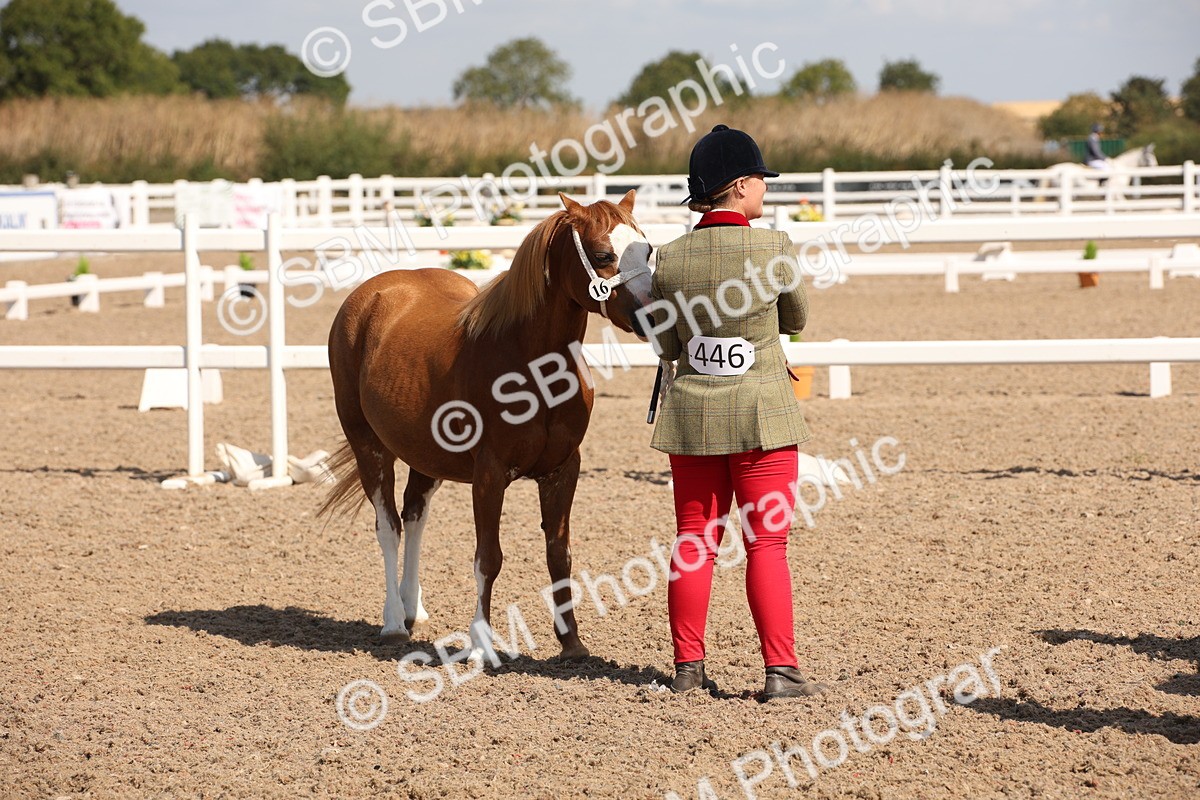 SBM_03052 - Class 17 Prettiest Mare IH or Ridden