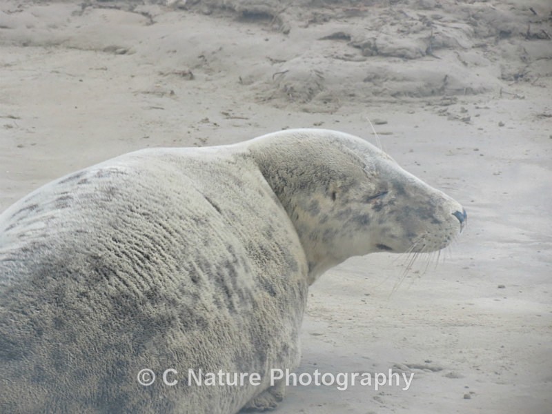 Grey Seal - Animals